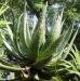Aloe marlothii - Orto botanico di Napoli.jpg